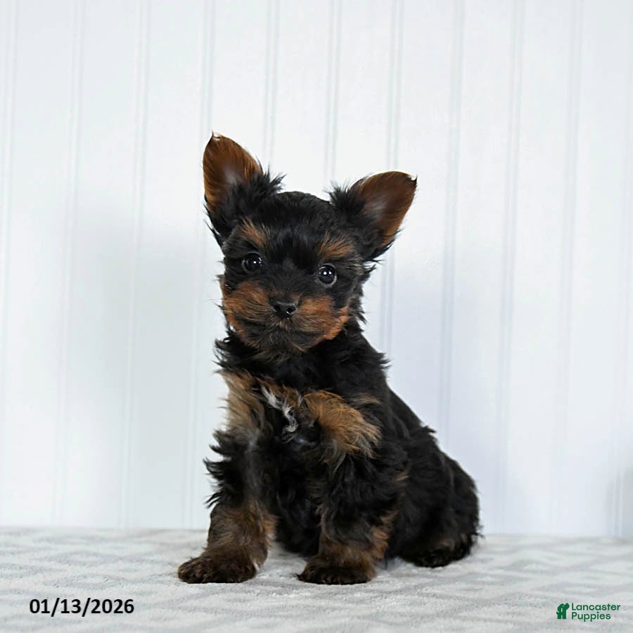 Yorkshire Terrier dogs Lollipop - Ad 22