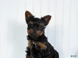 Yorkshire Terrier dogs Lollipop - Ad 2