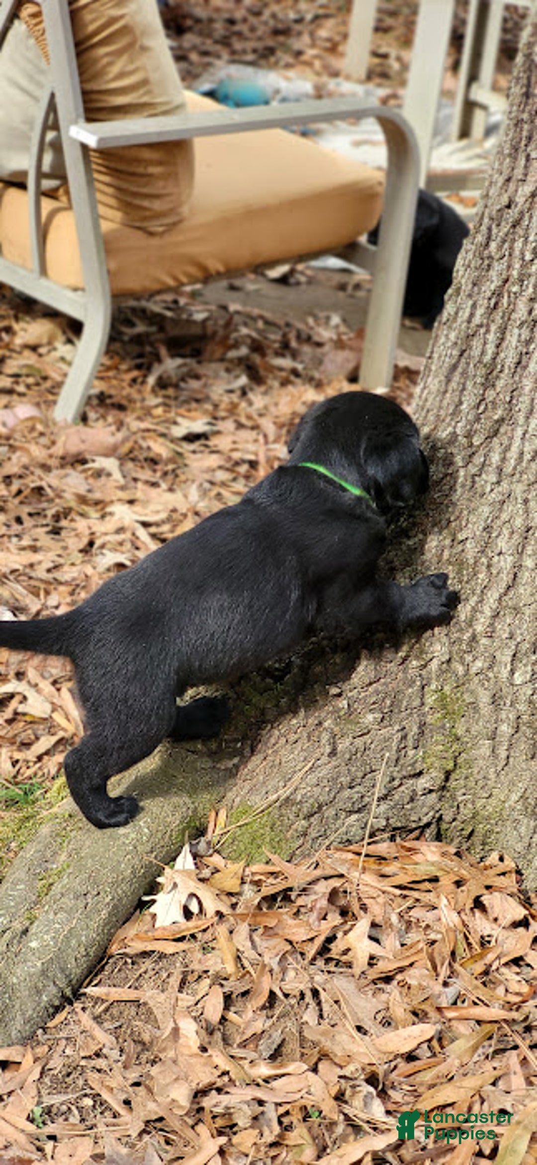 Goldador dogs for sale: Goldador Puppy 2 Lime - Ad 3