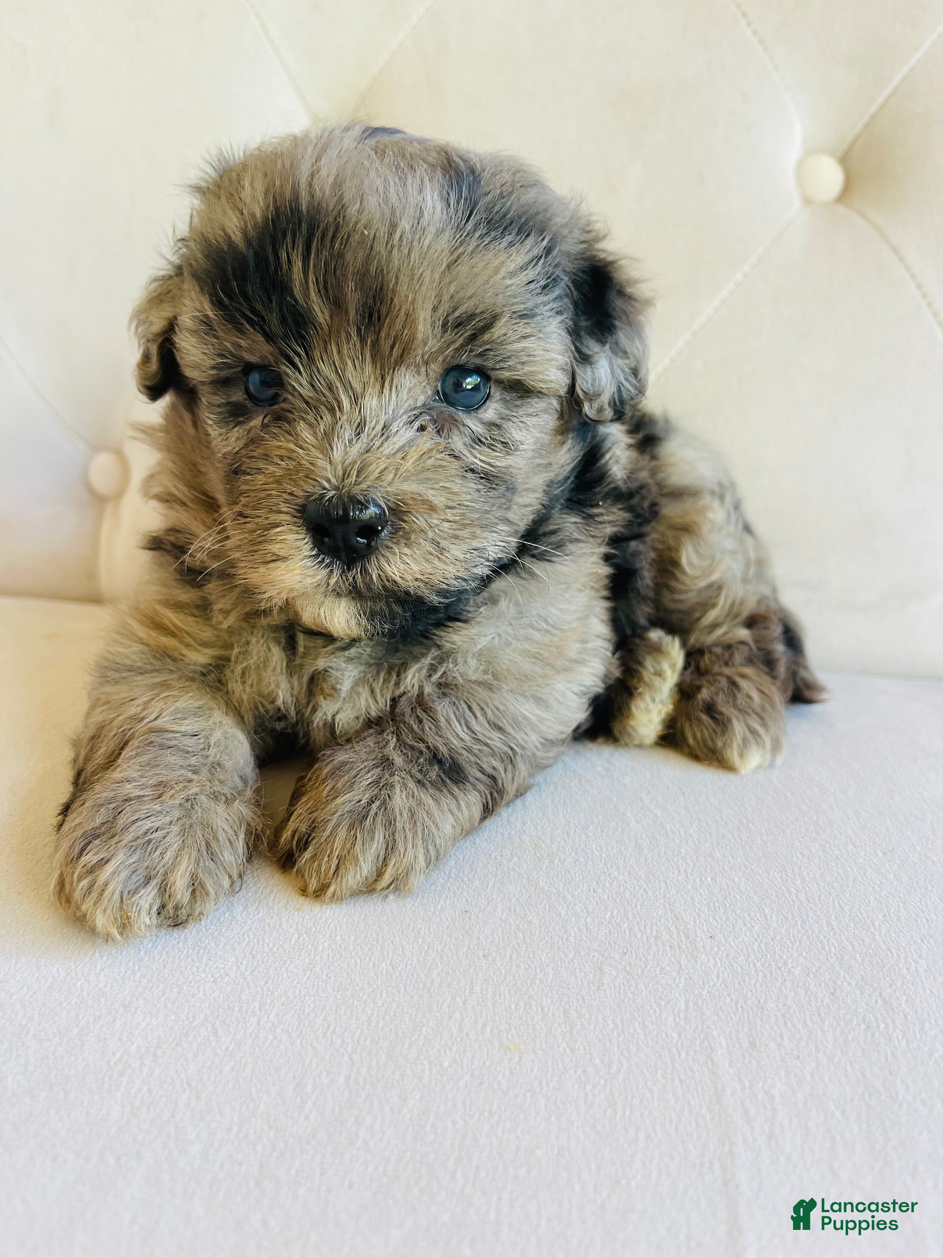 Bernedoodle dogs Zeus ❤️ blue merle micro mini bernedoodle  - Ad 42