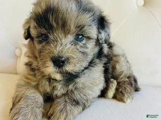 Bernedoodle dogs Zeus ❤️ blue merle micro mini bernedoodle - Ad 42