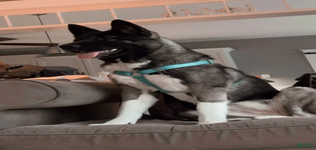 Gallery Image {{count}}