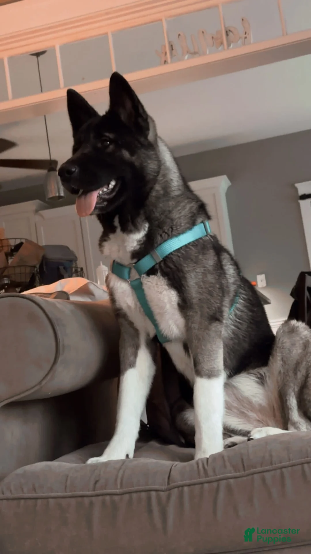 Gallery Image {{count}}