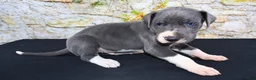 Great Dane dogs for sale: Slate - Ad 17