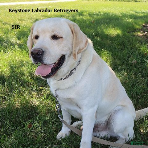 Labrador Retriever dogs Jackson - English Champ lines - Ad 2