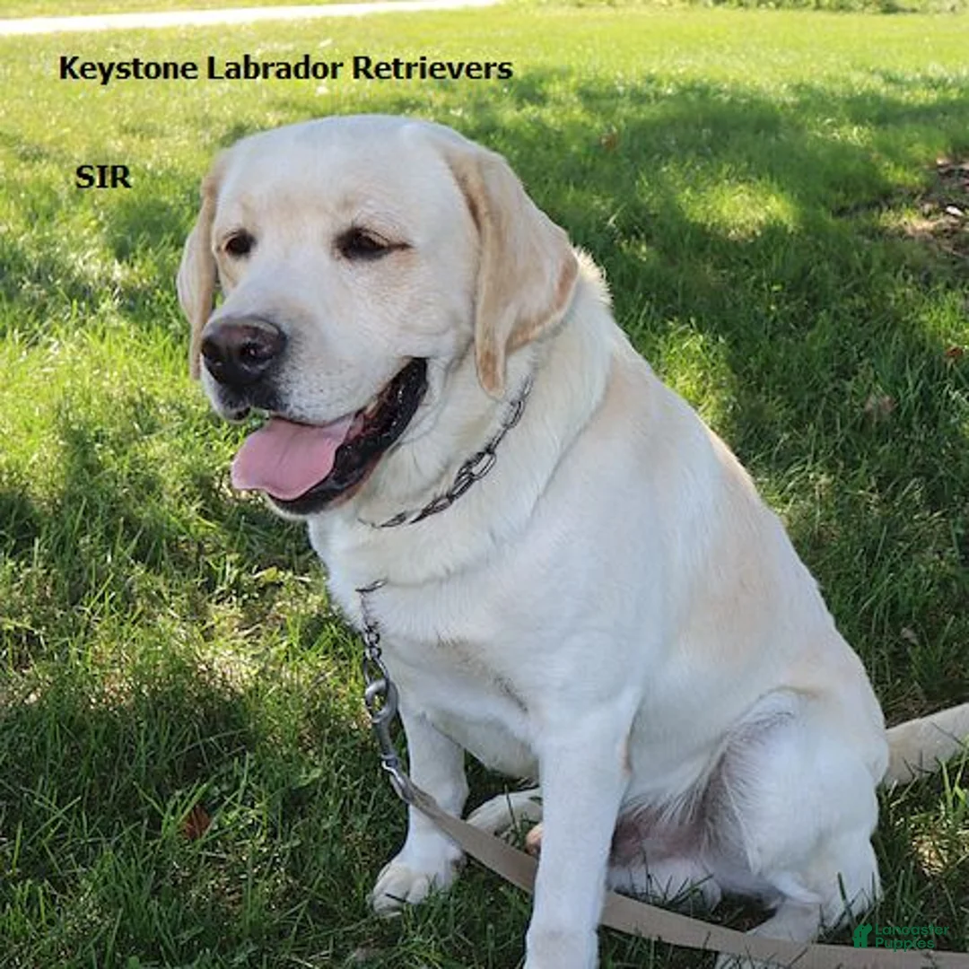 Labrador Retriever dogs for sale: Bailey - English Champ lines - Ad 5