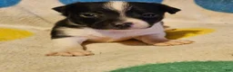 Chihuahua dogs for sale: Checker - Ad 14