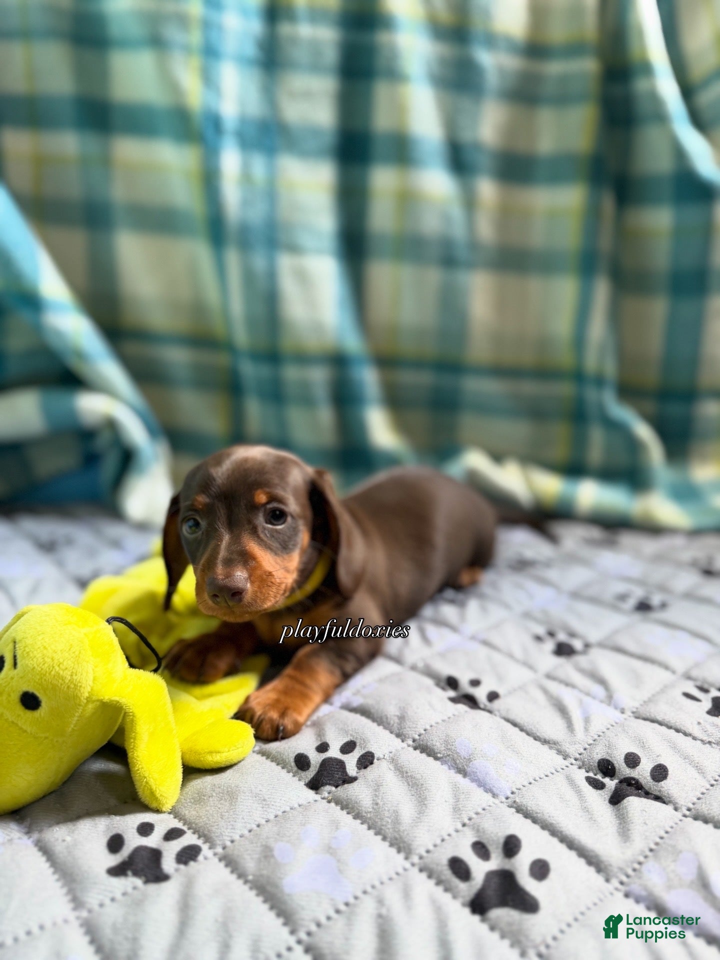 Miniature Dachshund dogs Smooth Coat Dachshund Male Puppy chocolate and tan - Ad 2