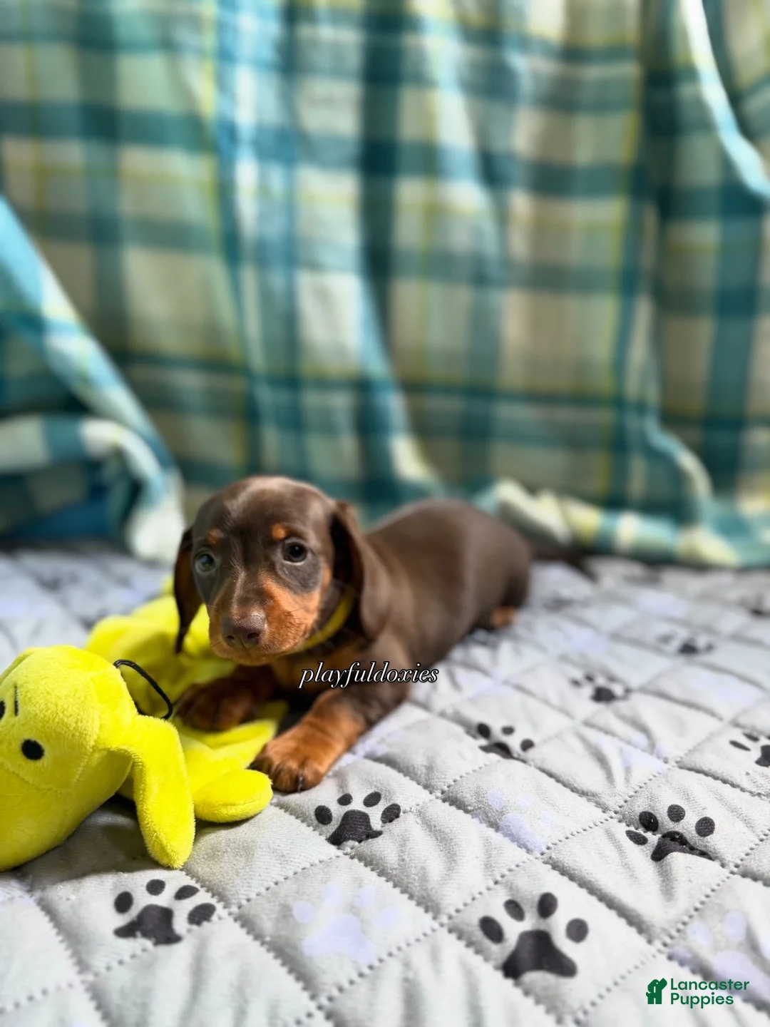Miniature Dachshund dogs for sale: Smooth Coat Dachshund Male Puppy chocolate and tan - Ad 2