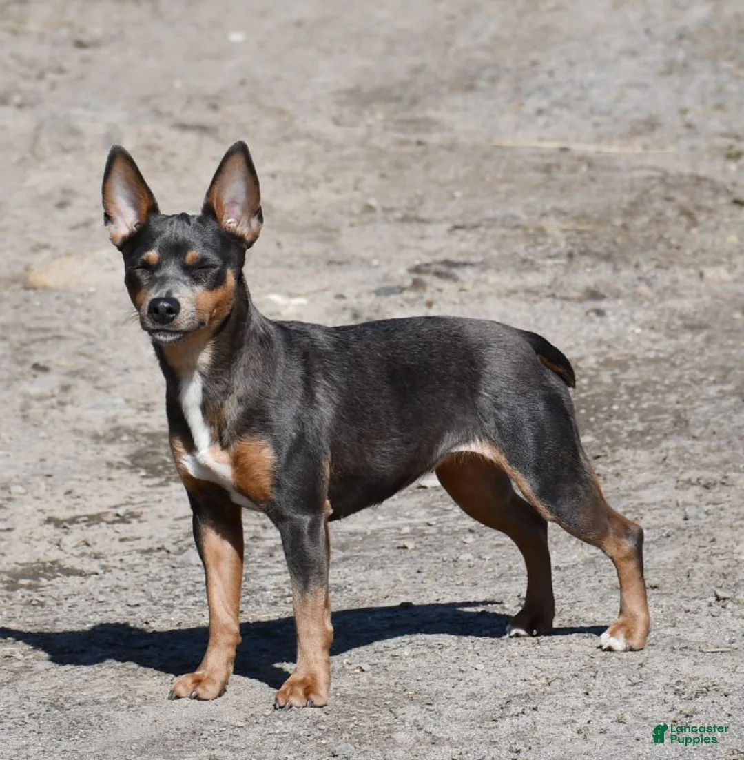 Rat Terrier dogs for sale: Edward  - Ad 5