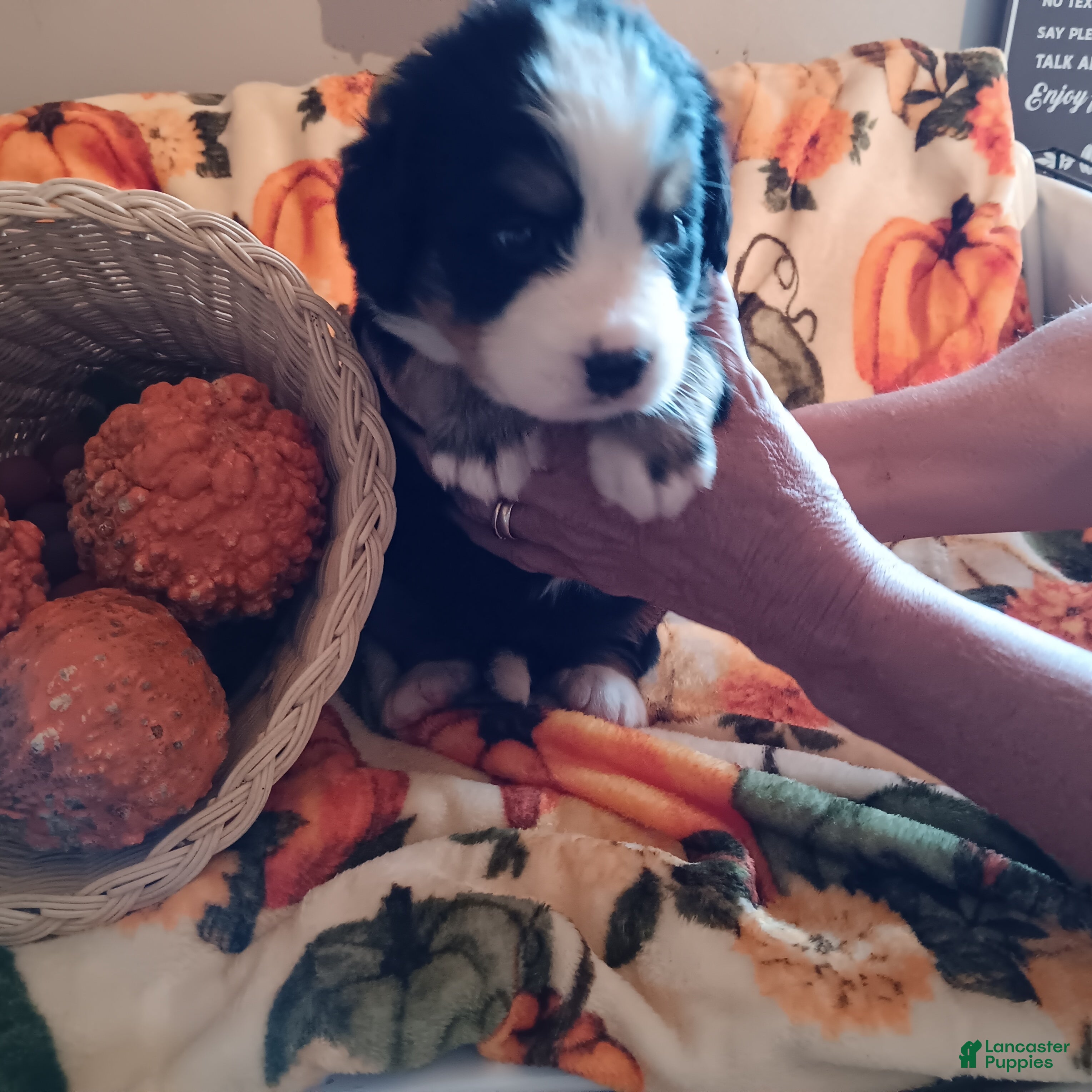 Bernese Mountain Dog dogs heide - Ad 2