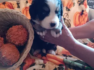 Bernese Mountain Dog dogs heide - Ad 2