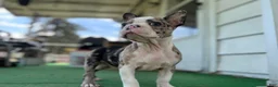 Mixed Breed dogs for sale: Bane - Ad 3
