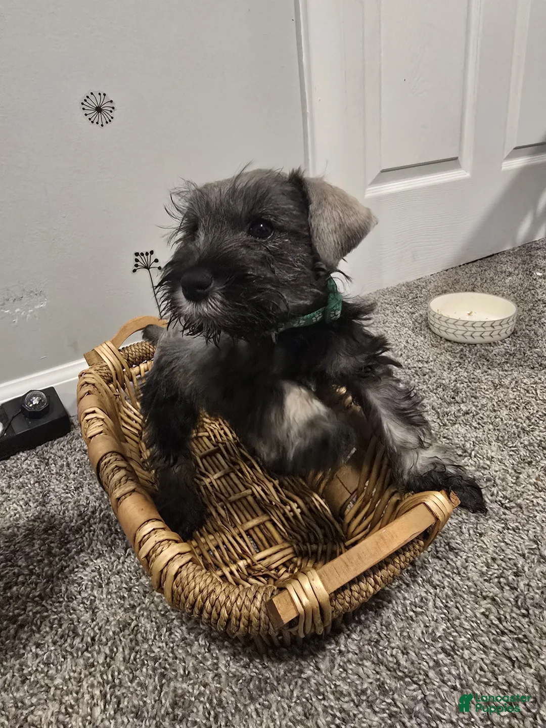 Mixed Breed dogs for sale: Mixed Breed Puppy 2 - Ad 7