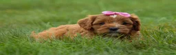 Cavapoo dogs for sale: Mia Rose🎀 - Ad 17