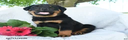 Rottweiler dogs for sale: Pluto - Ad 1