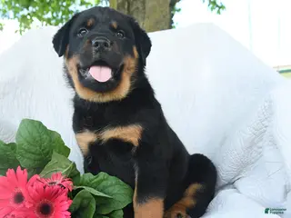 Rottweiler dogs for sale: Pluto - Ad 1