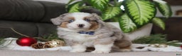 Miniature Australian Shepherd dogs for sale: Arnie - Ad 1