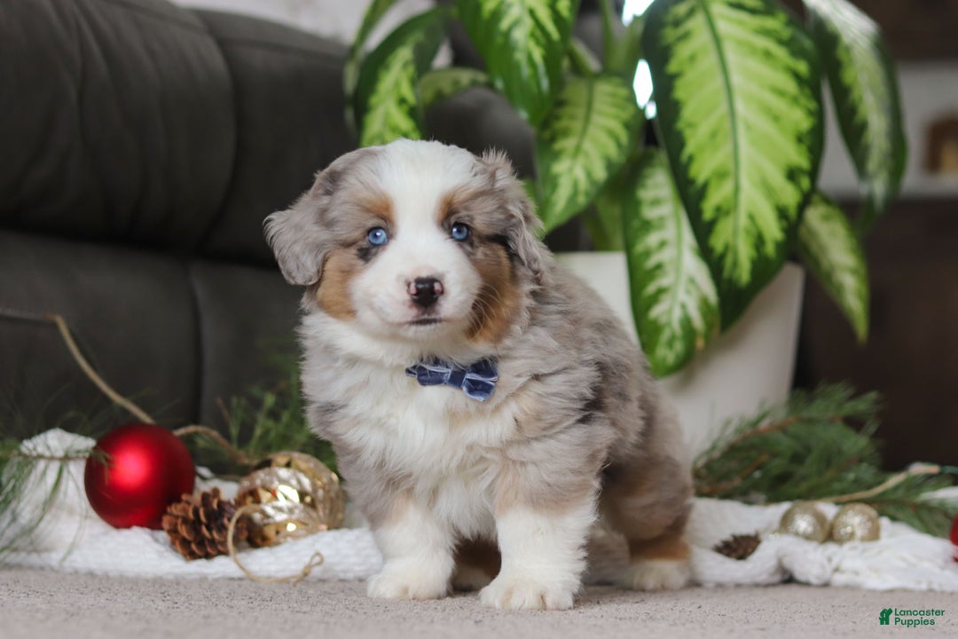 Miniature Australian Shepherd dogs for sale: Arnie - Ad 1
