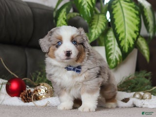 Miniature Australian Shepherd dogs Arnie - Ad 23