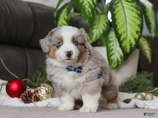 Miniature Australian Shepherd dogs Arnie - Ad 36
