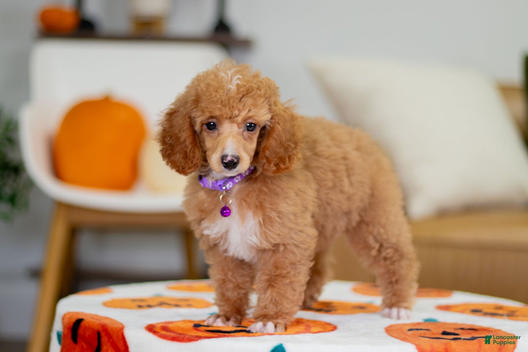 Toy Poodle dogs for sale: Willow - Ad 6