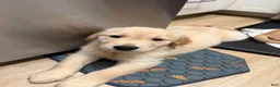Golden Retriever dogs for sale: Pink - Ad 4