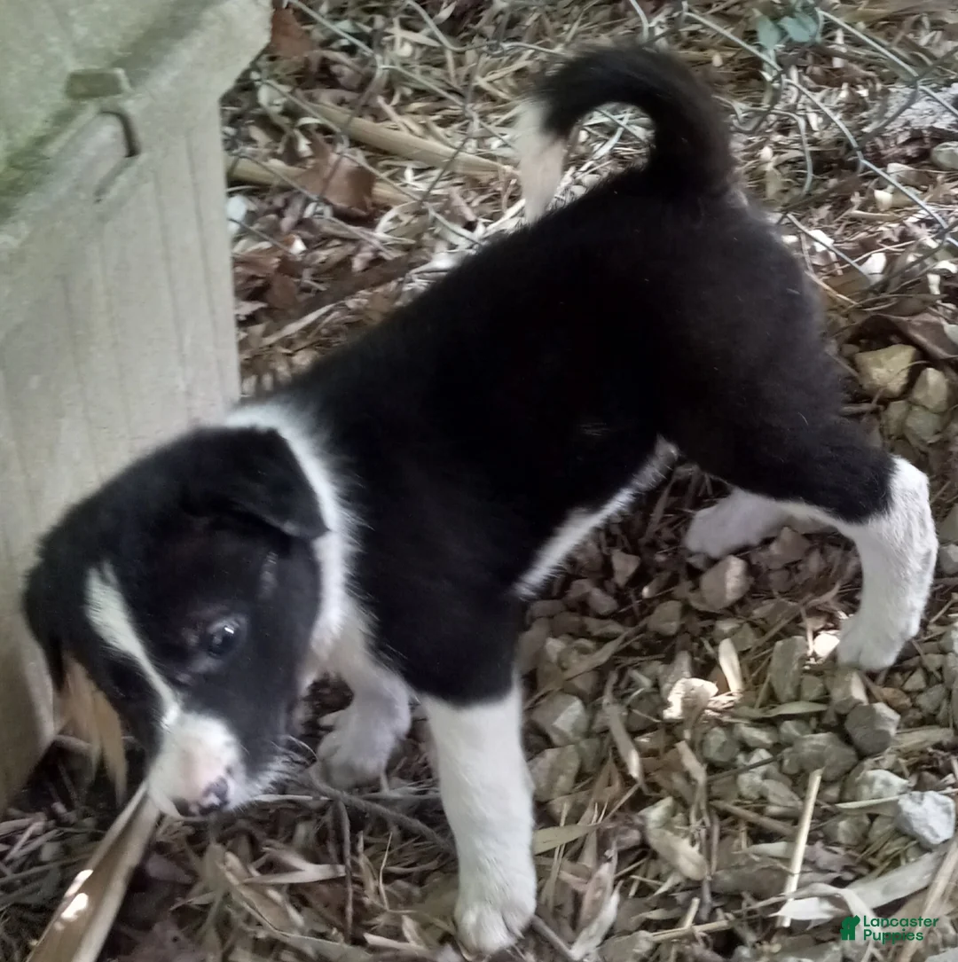 Border Collie dogs for sale: Spotify - Ad 2