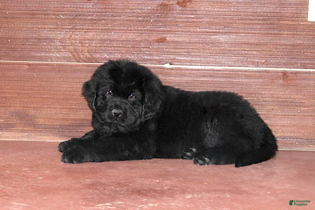 Newfoundland dogs for sale: Ch, AKC, OFA Amigo - Ad 4