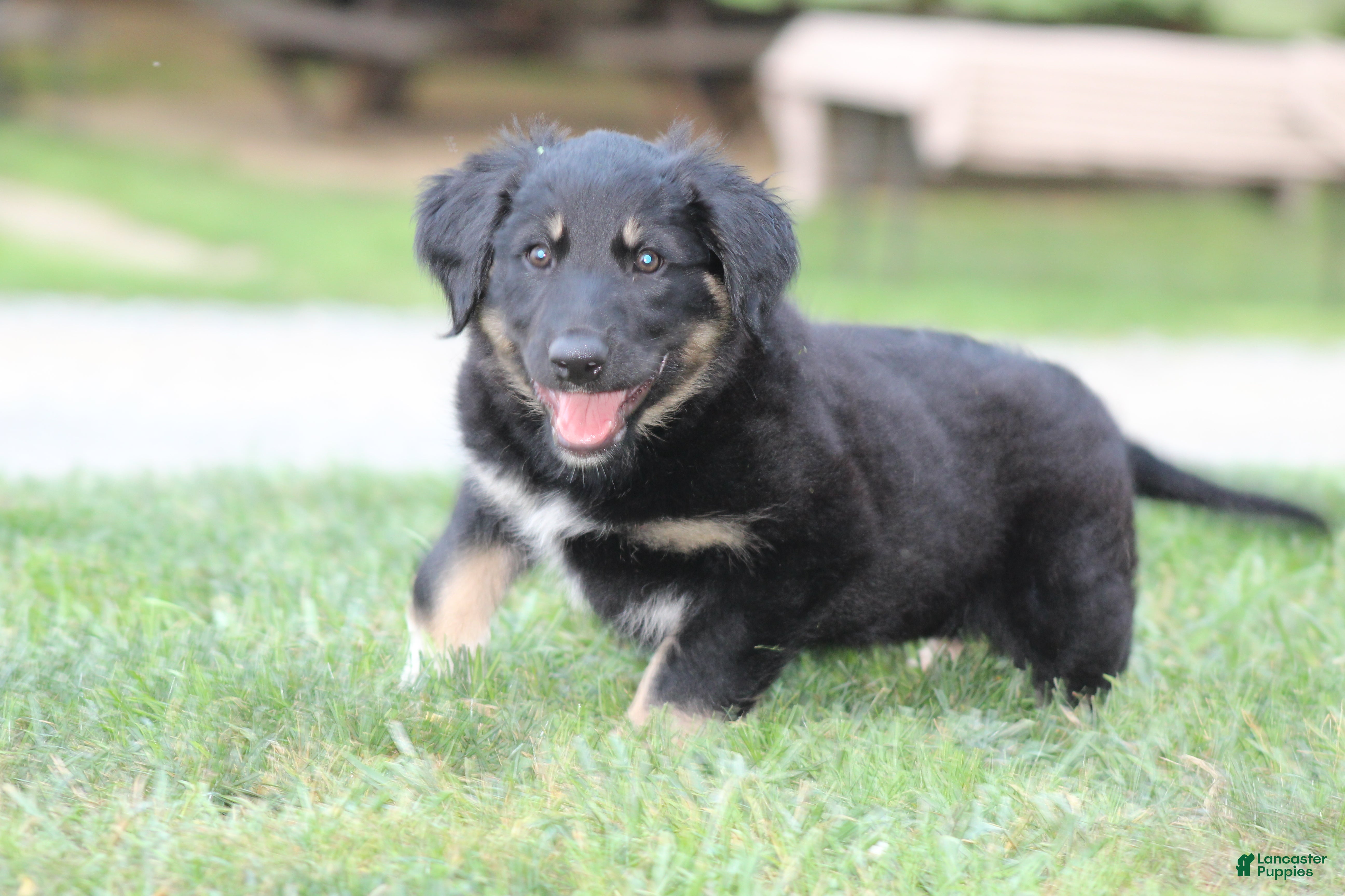 English Shepherd dogs Sheba - Ad 1