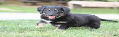 Sheba