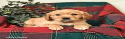 Miniature Golden Retriever dogs for sale: Brian - Ad 2
