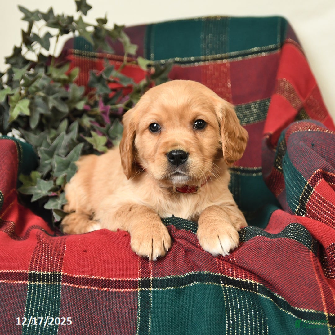 Miniature Golden Retriever dogs for sale: Brian - Ad 2