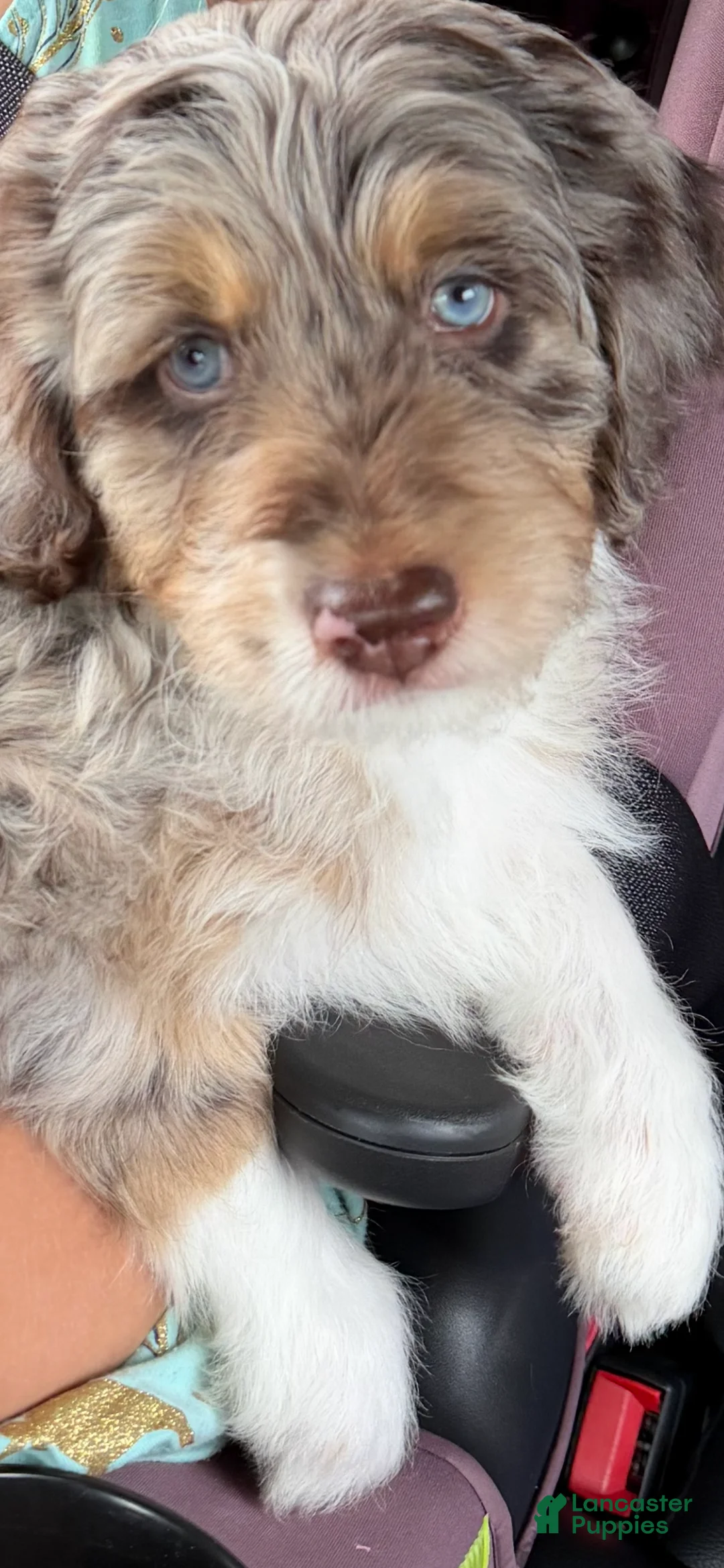 Aussiedoodle dogs for sale: Aussiedoodle 2 - Ad 1