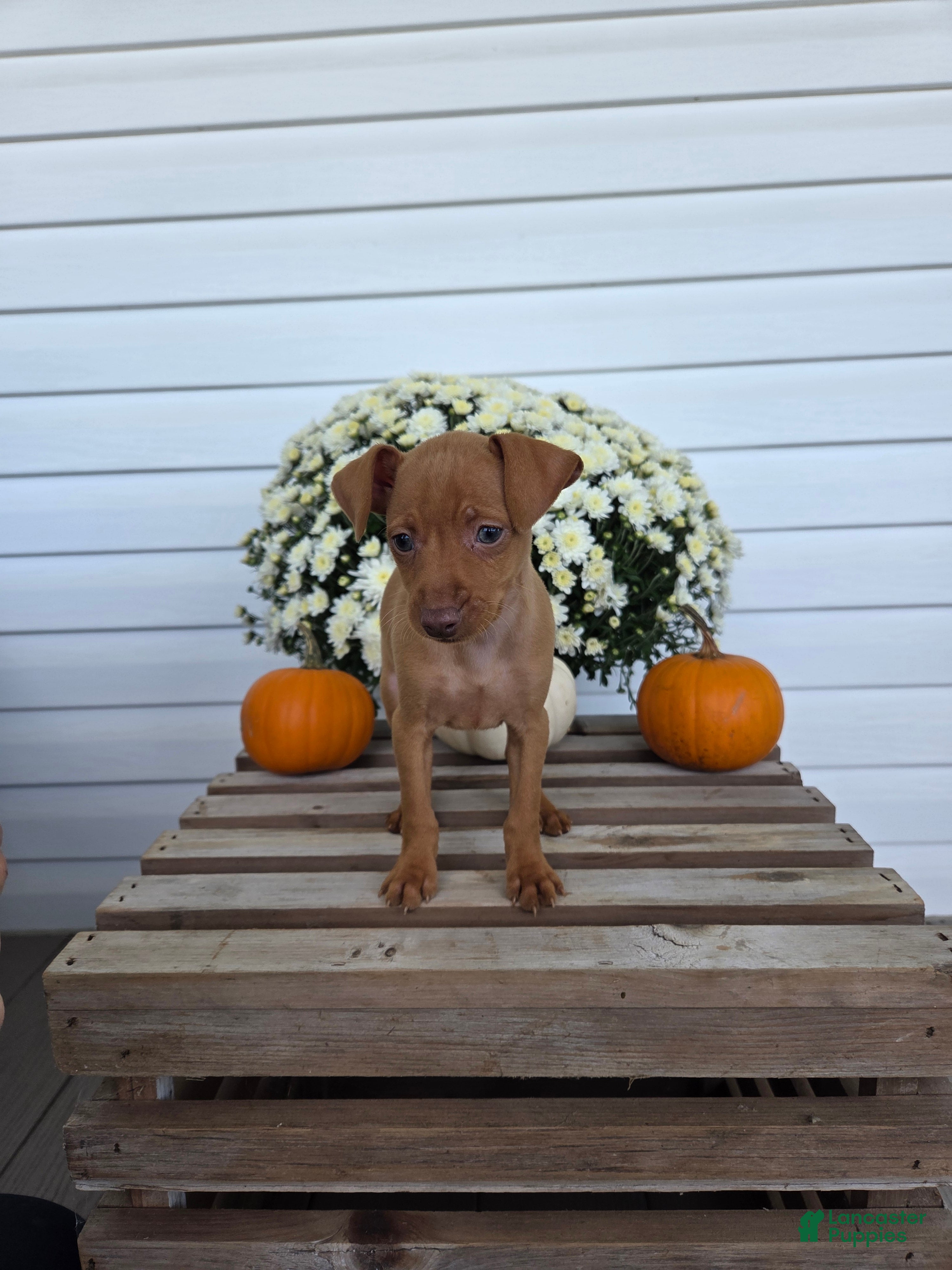Miniature Pinscher dogs Luca - Ad 1