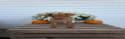Miniature Pinscher dogs for sale: Luca - Ad 1