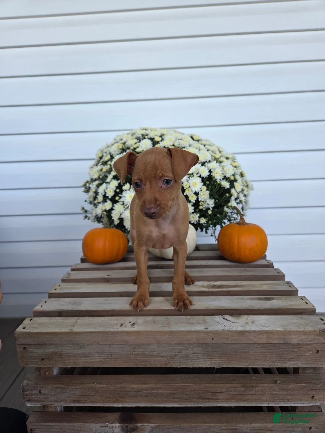Miniature Pinscher dogs for sale: Luca - Ad 1