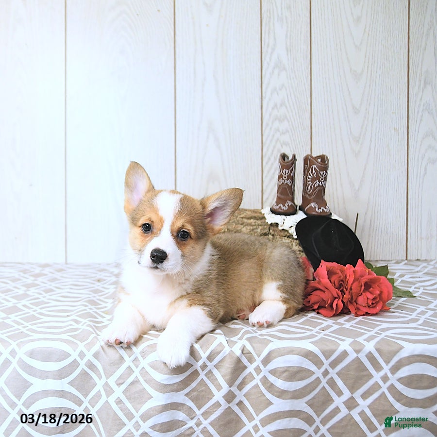 Welsh Corgi Pembroke dogs Kayla - Ad 2
