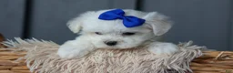Maltese dogs for sale: OREO - Ad 17