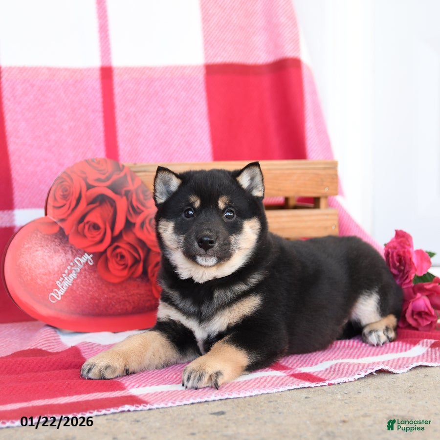 Shiba Inu dogs Benny - Ad 7