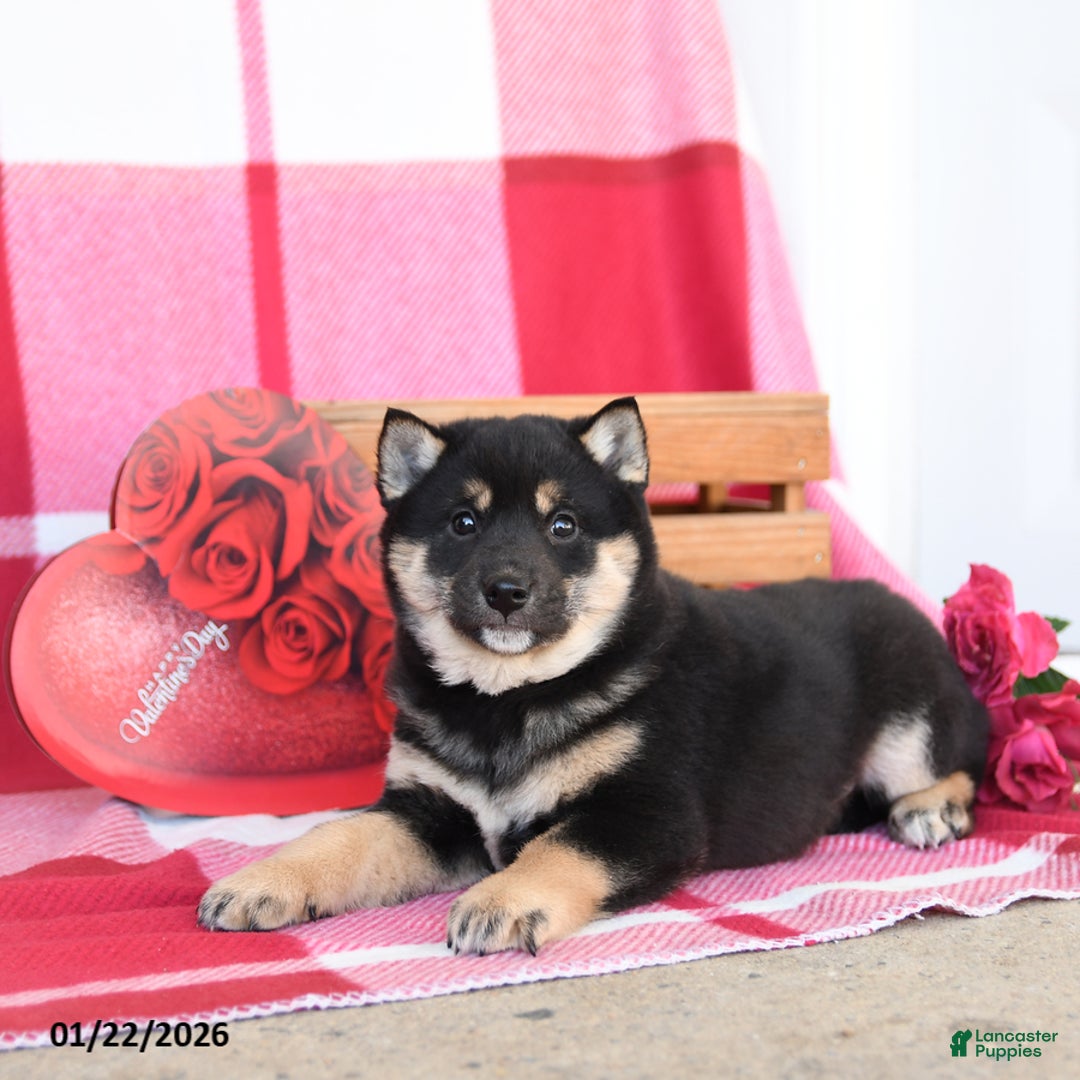 Shiba Inu dogs for sale: Benny - Ad 1