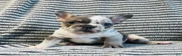 French Bulldog dogs for sale: Amber  - Ad 16