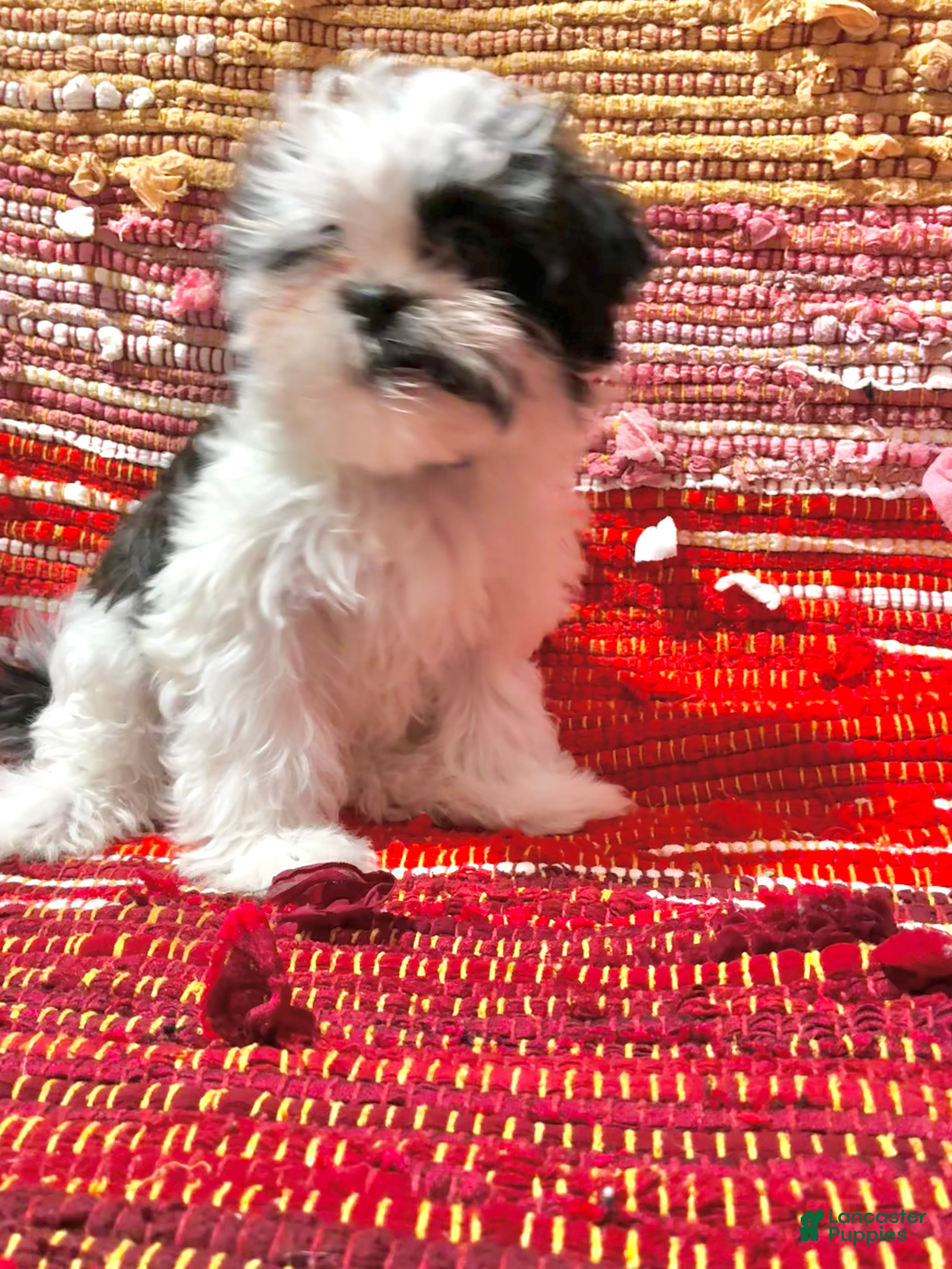 Shih Tzu dogs Joker  - Ad 10