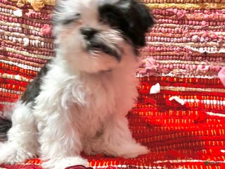 Shih Tzu dogs for sale: Joker - Ad 1