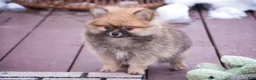 Pomeranian dogs for sale: Bingley - Ad 7