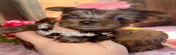 Yorkshire Terrier dogs for sale: Yorkshire Terrier Puppy 6 - Ad 2