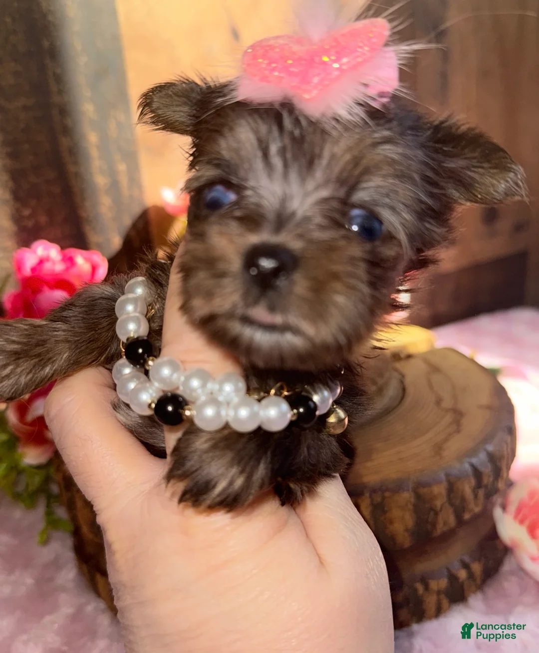 Yorkshire Terrier dogs for sale: Yorkshire Terrier Puppy 6 - Ad 2