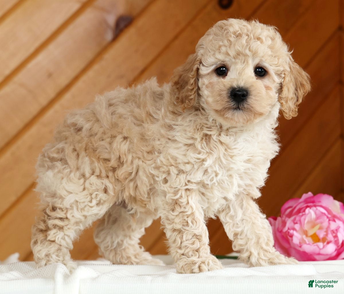 Toy Poodle dogs Bruno - Ad 2