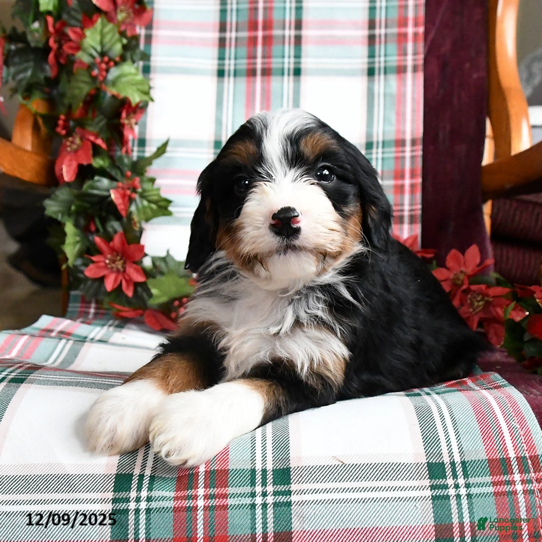 Bernedoodle dogs for sale: Chelsea - Ad 3
