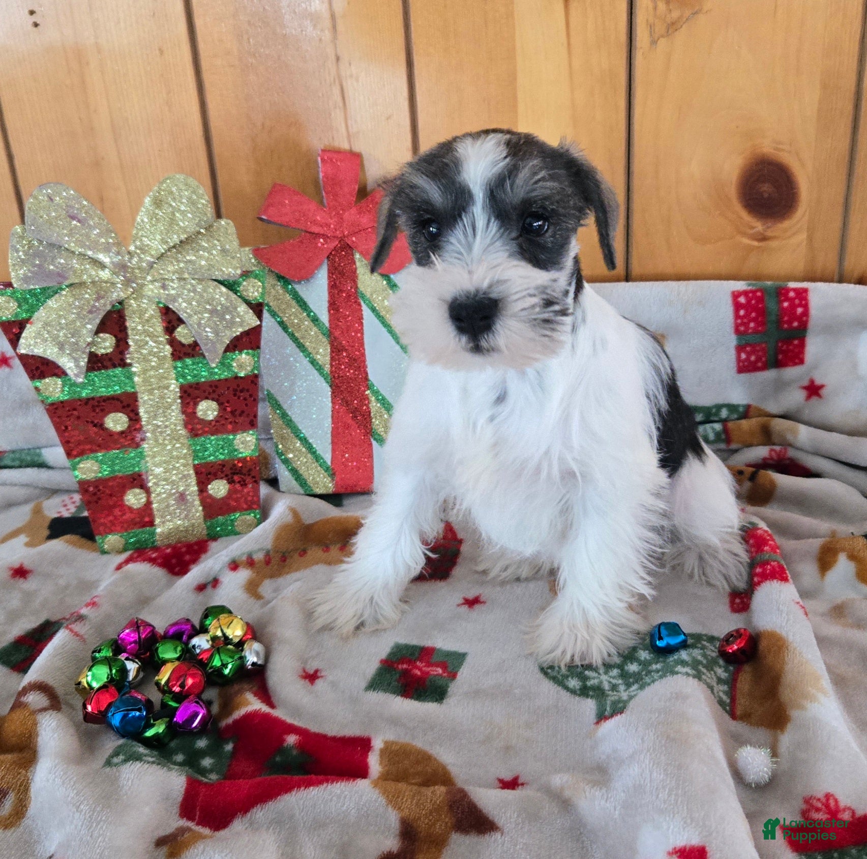 Miniature Schnauzer dogs tina - Ad 5